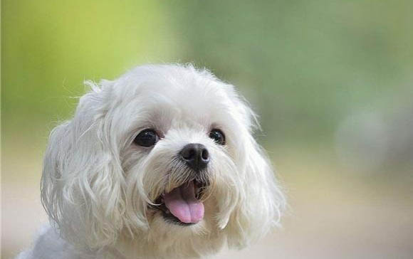 馬爾濟斯和約克夏區(qū)別