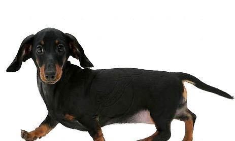 臘腸犬體溫低是內臟衰竭
