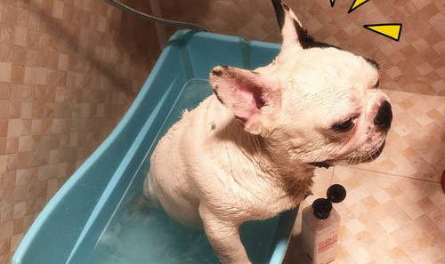 斗牛馬士提夫犬的原產地在哪里