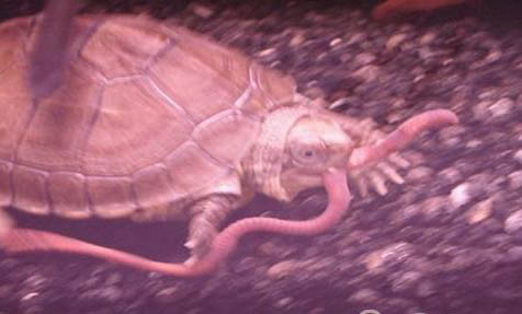 小龜為什么不吃東西