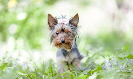 約克夏和雪納瑞的區別