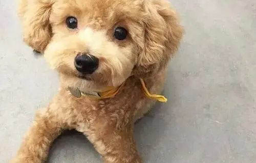 三個月泰迪怎么驅蟲最好