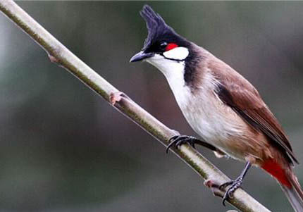 紅耳鵯怎么分辨雌雄