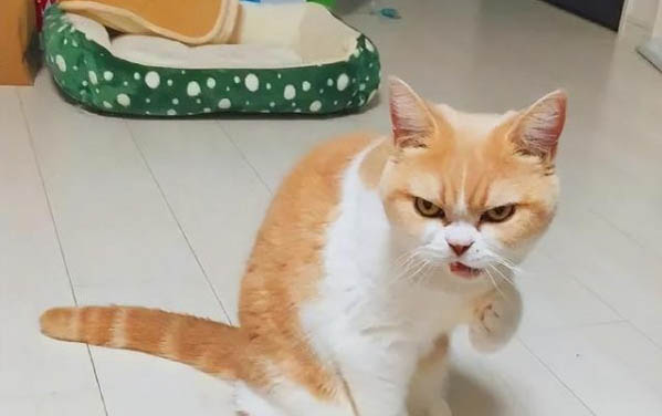 貓咪黑下巴怎么治最快