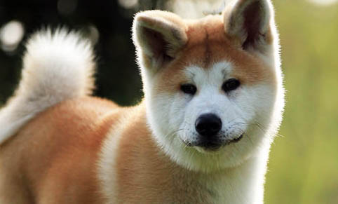 狗狗指甲剪到哪里