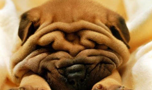 沙皮狗的喂養(yǎng)