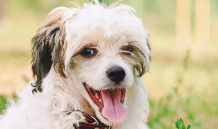 約克夏智商排名