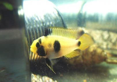 熊貓鼠和什么魚混養(yǎng)好