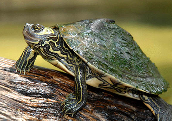 地圖龜冬天需要加溫嗎