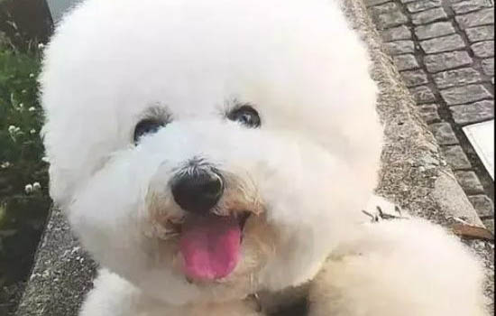 怎么看是不是小體比熊