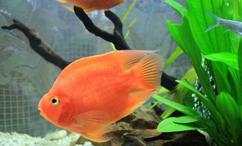 金槍魚有多少種品種