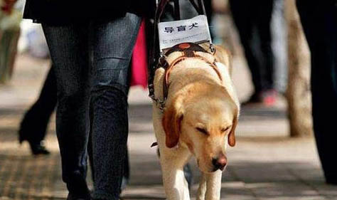 導盲犬可以上飛機嗎?