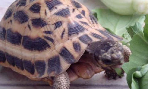 親人好養的寵物龜有哪些