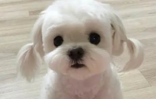 馬爾濟斯犬脾臟大的原因及處理方法