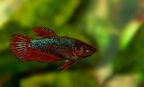 斗魚(yú)可以跟什么魚(yú)混養(yǎng)