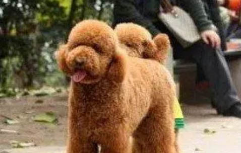 巨貴犬的幼犬怎么看品相呢