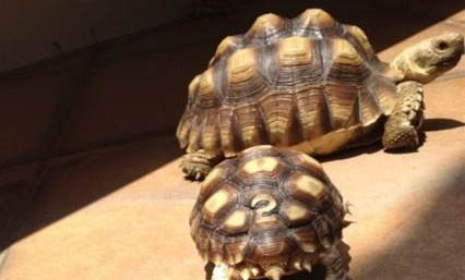 蘇卡達陸龜的形態特征有哪些