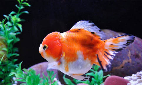 國產寵物魚油哪個牌子好