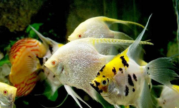 魚是什么動物