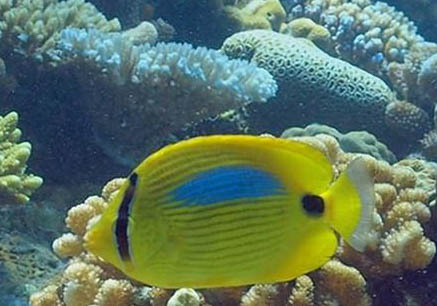 蝴蝶犬例假多久后能洗澡