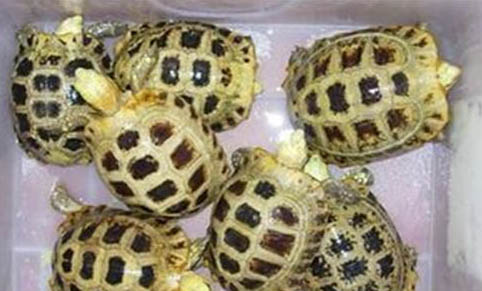 緬甸貓吃多了不消化有哪些癥狀