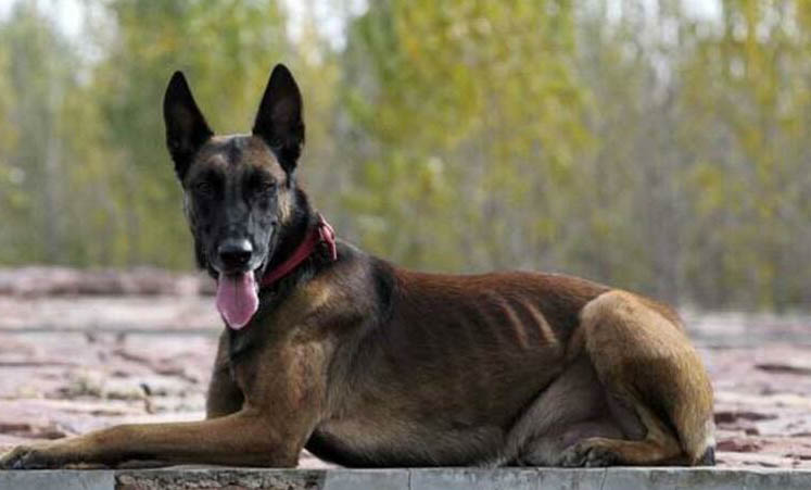 羅威納犬和馬犬哪個更適合家養