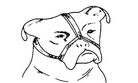 怎么教狗狗去衛生間大小便