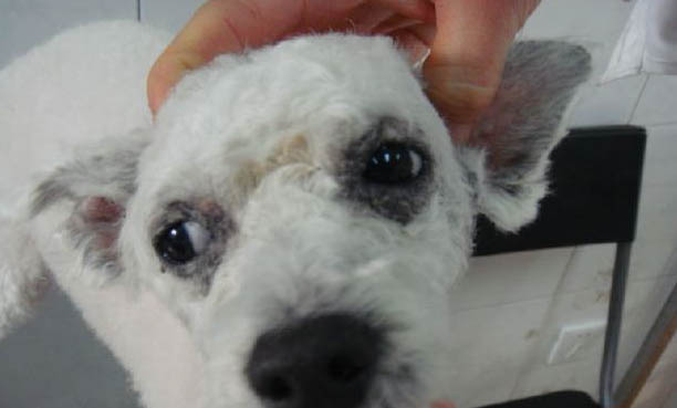 常見犬類品種大全