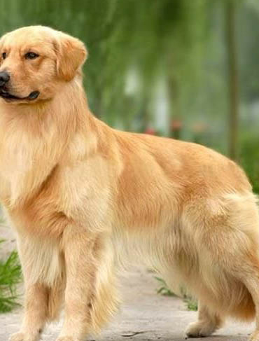 狗狗干咳用什么藥