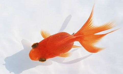 冷水觀賞魚有哪些品種呢?