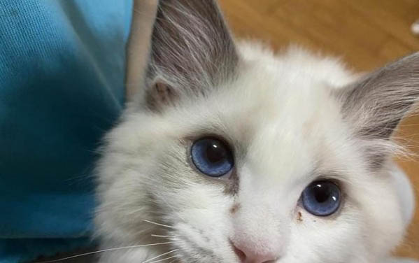 小貓出生幾天開始磨牙