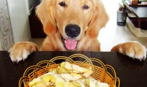 犬瘟的咳嗽要多久能好