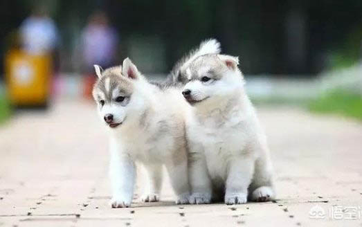 棉花面紗犬哪里有賣