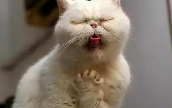 兩個月大的小貓會主動吃貓草嗎