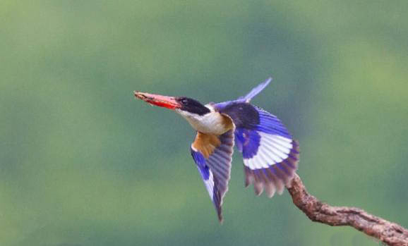 翠鳥為什么養(yǎng)不活