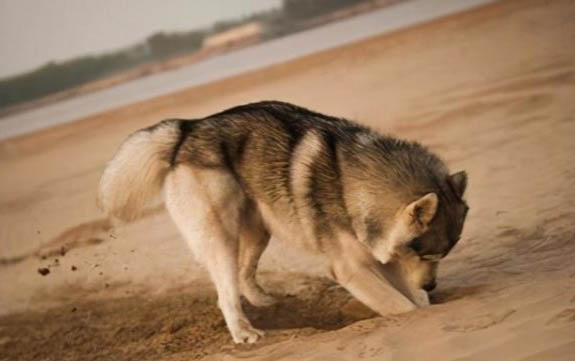 狗狗不叫是怎么回事