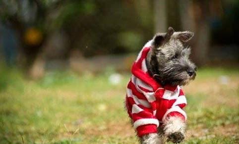 第二針疫苗后可以遛狗嗎