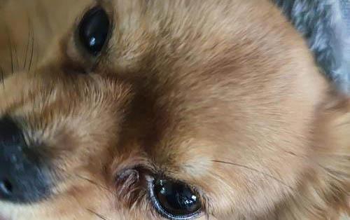 狗狗發燒有哪些癥狀?