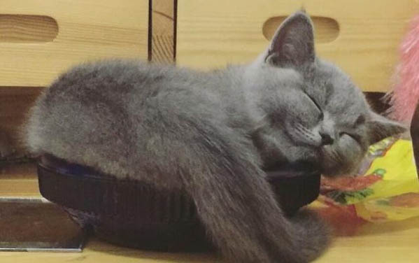 小貓需要買什么東西？