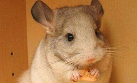 龍貓的肺炎有哪些癥狀?