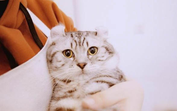 小貓從出生到發育成熟需要多久