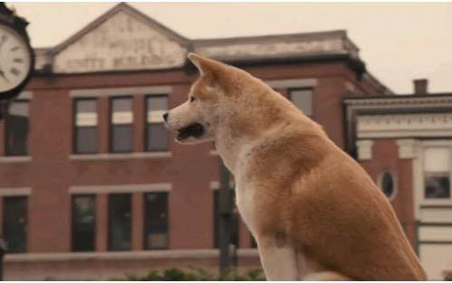 新手如何挑選柴犬狗糧配方