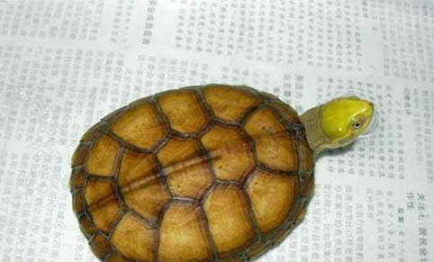 黃喉擬水龜飼養(yǎng)