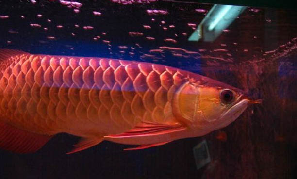 養(yǎng)的銀龍魚可以吃嗎