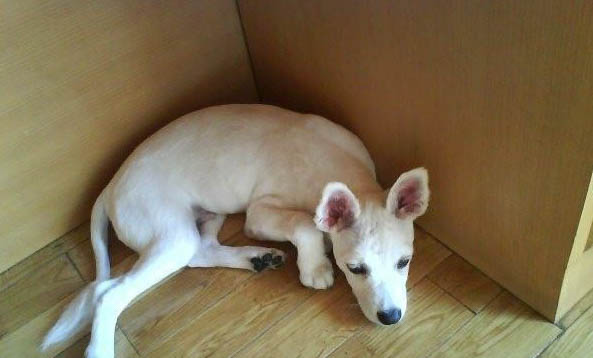 狗狗真菌感染可以自愈嗎