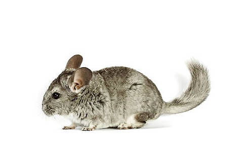 龍貓軟便是什么原因