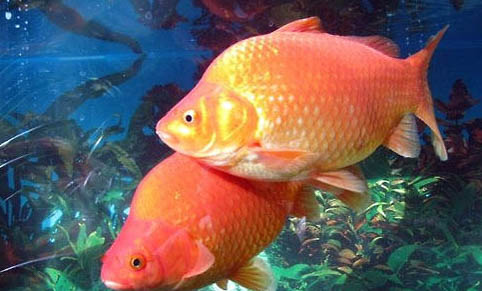 怎么給蘭壽金魚(yú)換水