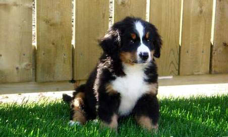 伯恩山犬鼻子出血的原因及處理方法