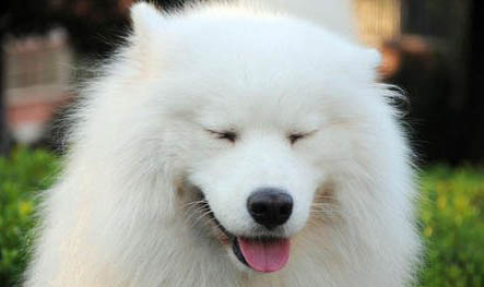 純種薩摩耶犬大概多少錢一只
