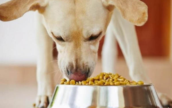 狗狗打狂犬疫苗后多久可以洗澡
